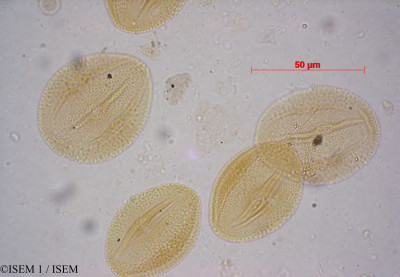 ISEM 1/Parthenocissus_quinquefolia_30320/Parthenocissus_quinquefolia_30320_0001(copy)_thumb.jpg